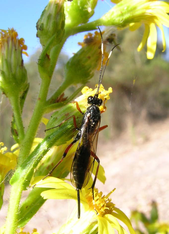 Altra siringa (Ichneumonidae Cryptinae)